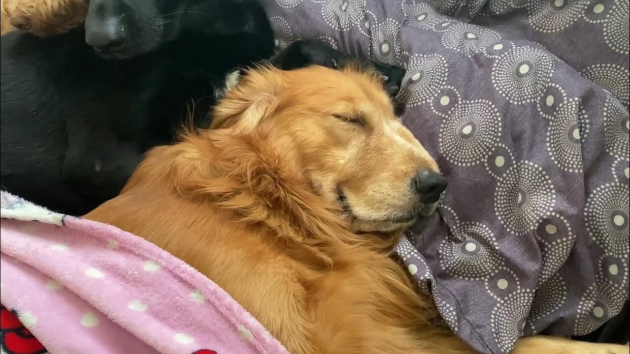 Tirik na ang araw tulog pa! #tropangL 🤣