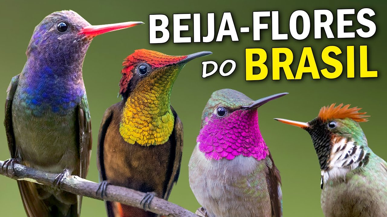 BEIJA-FLORES: FATOS e CURIOSIDADES! Quantos existem no Brasil? Bebedouros fazem mal as aves?