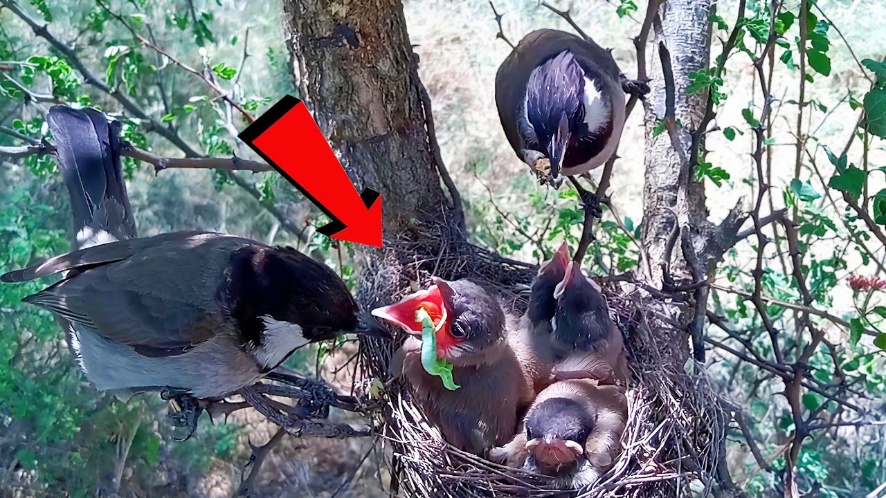 Hungry Bulbul Chicks Beg for Food Bulbul Mother’s Love for Her Babies @Birdsbabies7786 