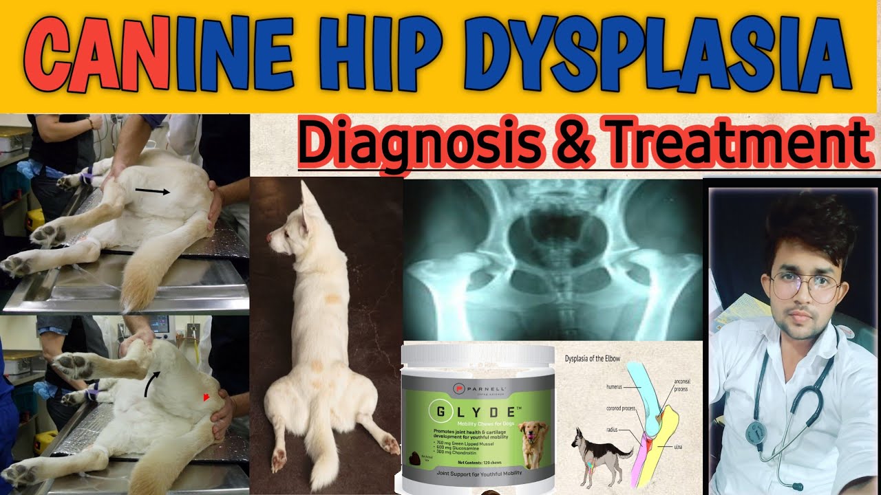 hip dysplasia in dogs treatment || causes & prevention || emergency treatment by. THE PET VISION