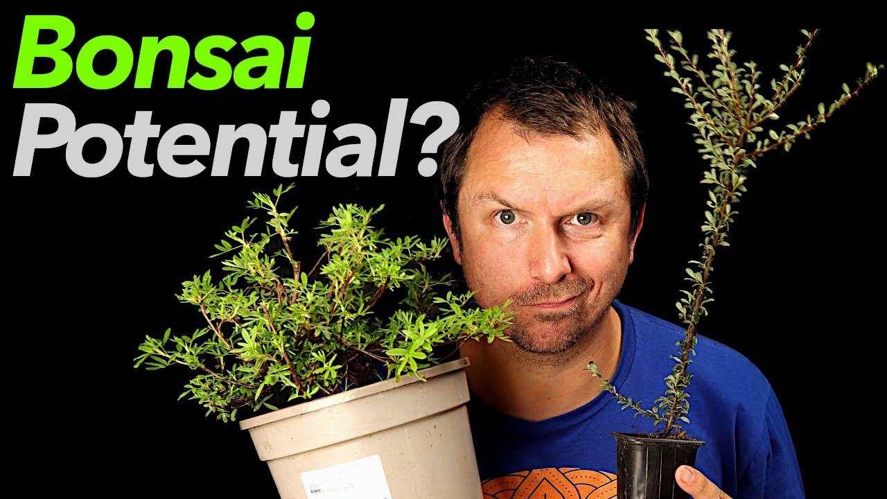 9 Do's and Don'ts of Choosing Bonsai Material