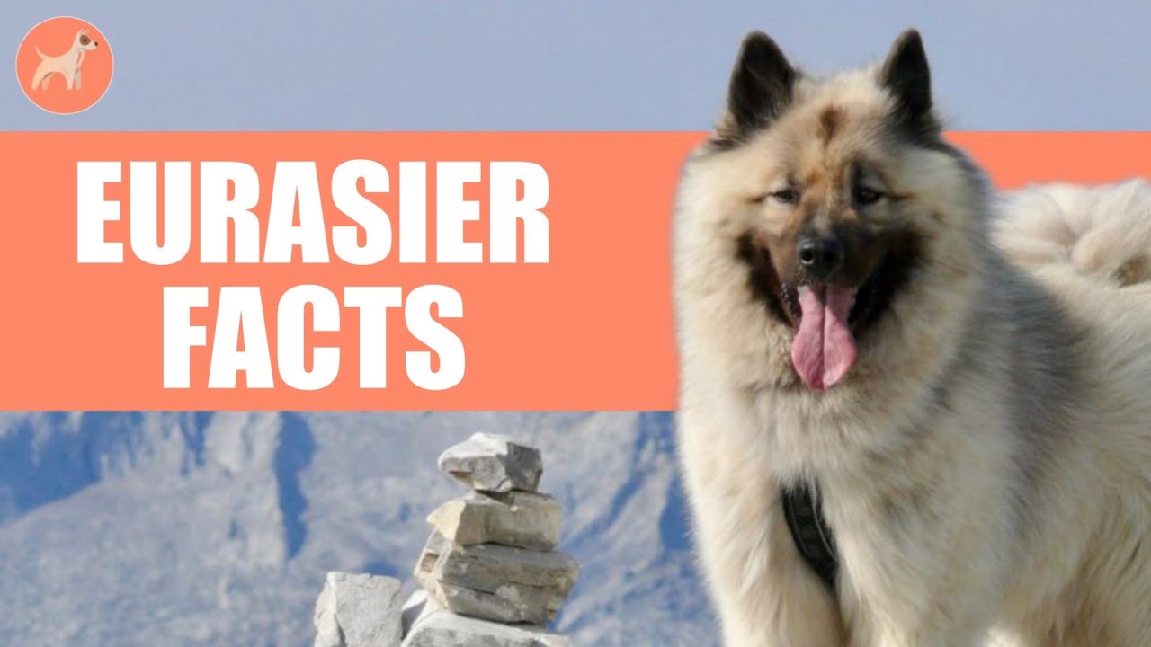 Eurasier Dog Breed: 10 Amazing Facts You Must Know