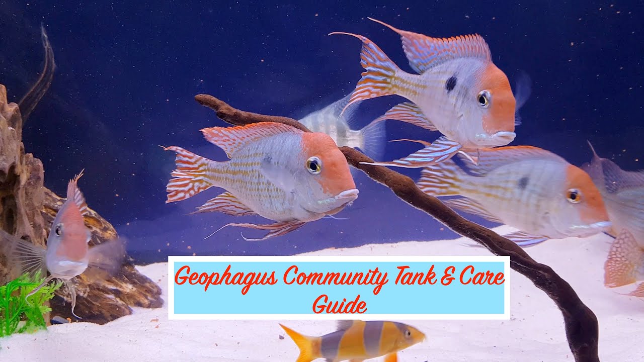 Geophagus - Care guide | Red Head Tapajos | Surinamensis | Geophagus Community Tank | Clown Loach