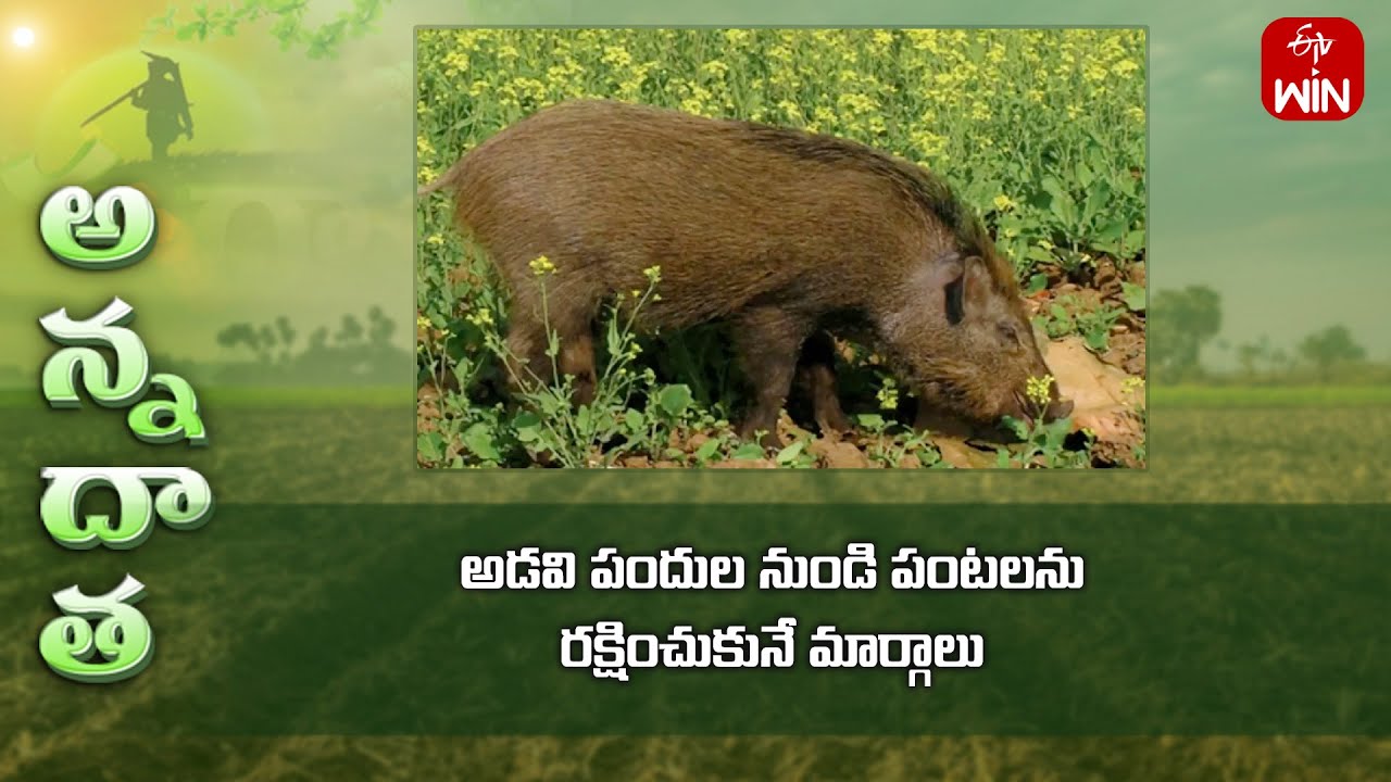 Ways to prevent wildboar entry into crops | ETV