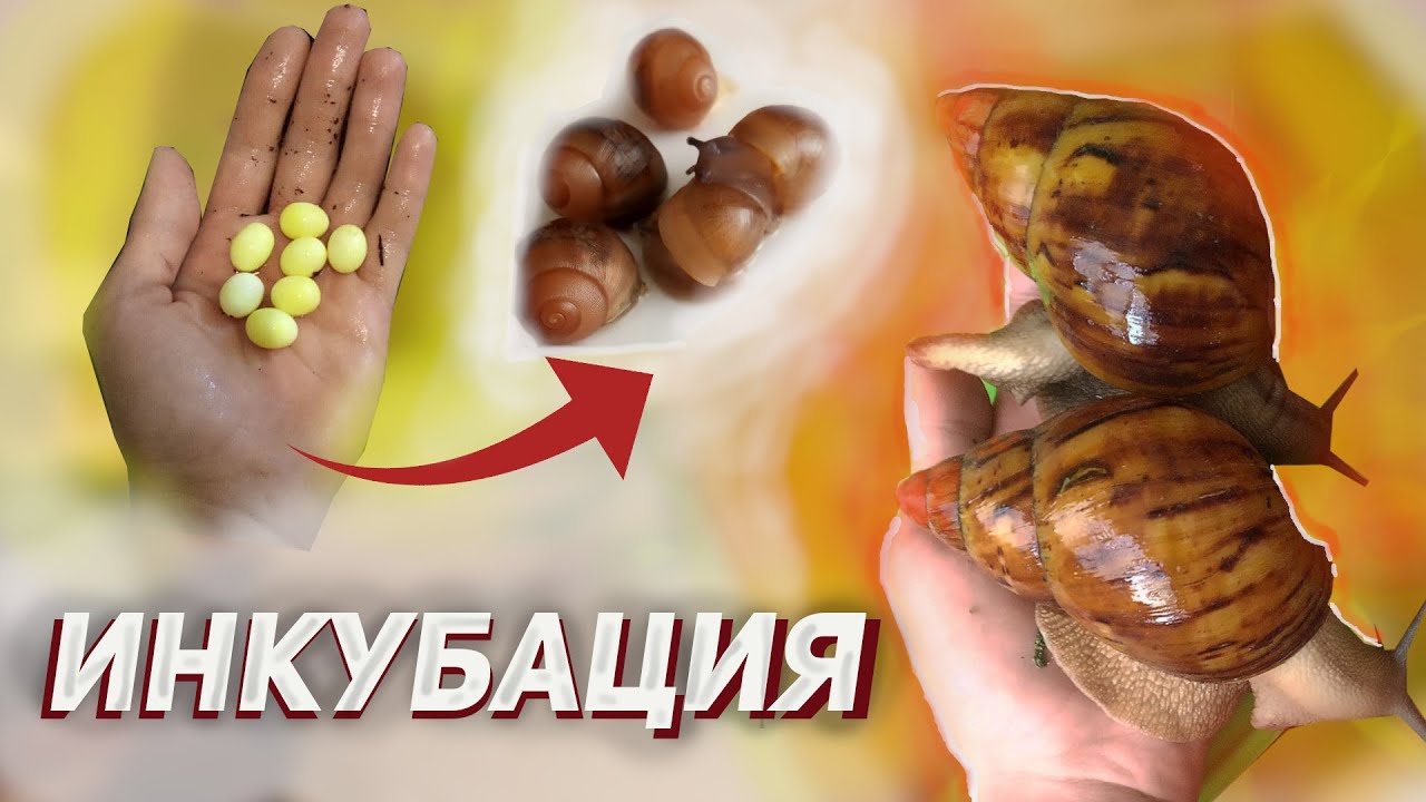 ИНКУБАЦИЯ ЯИЦ УЛИТОК || АРХАХАТИНА СУТУРАЛИС || У МЕНЯ ВЫЛУПИЛИСЬ НОВЫЕ УЛИТЯТА