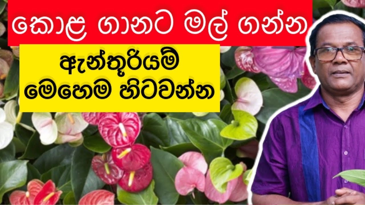 ගෙදර ඉදන් සල්ලි හොයන්න හොදම විදිය | Anthurium Wagawa | Ceylon Agri |Episode 150