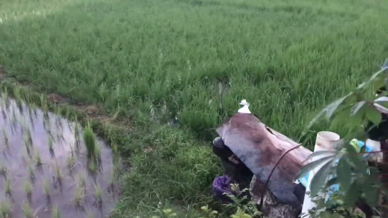 Jalan Jalan Pagi Sambil Menikmati Suasana Sawah Yang Sejuk