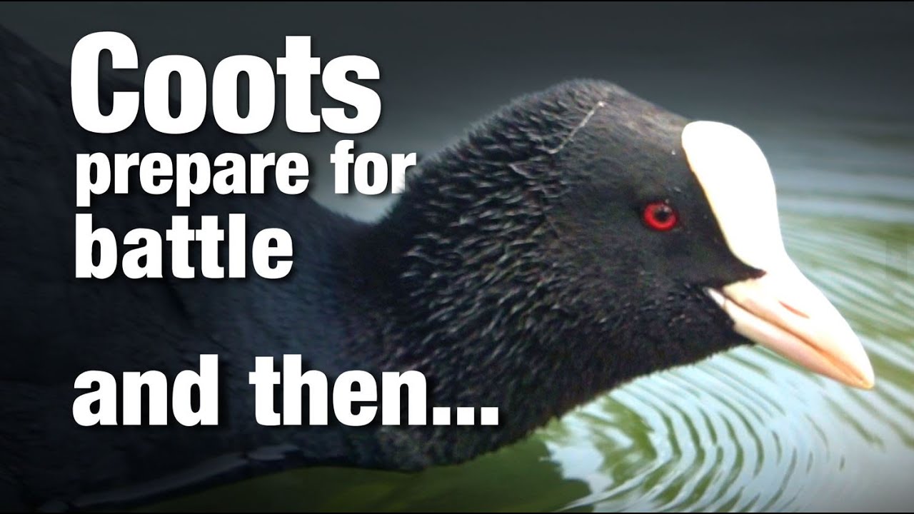 COOT FIGHT!!! Birds that walk on water!  (Meerkoetengevecht). Part 1 of 3 videos about Coots