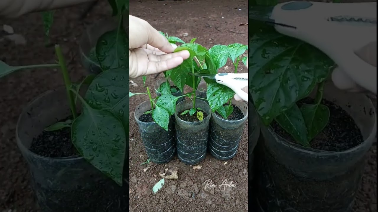 cara potong pucuk cabe yg benar #gardening #berkebun #tanam #potongpucuk #cabe