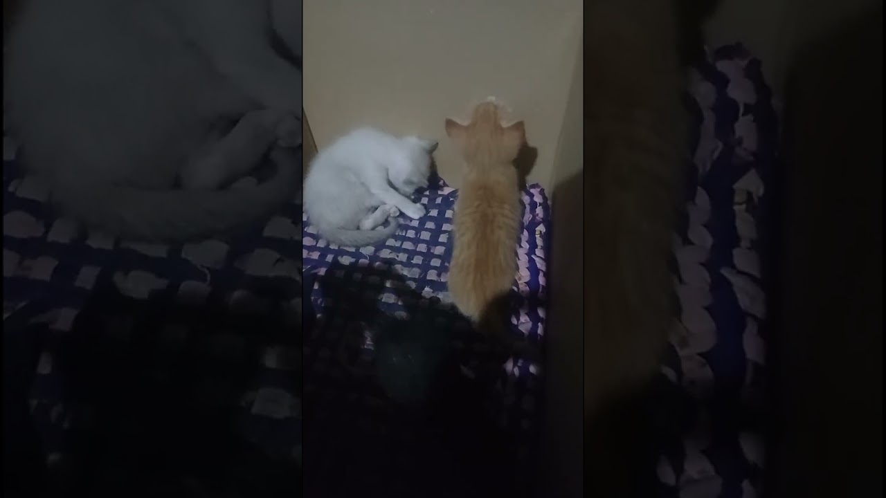 Whiskers at pa cute-cute. Ang sarap naman yakapin! 