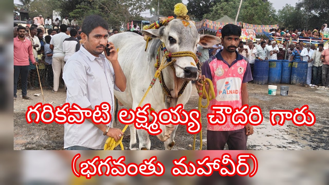 ఆకుల గణపవరం సబ్ జూనియర్స్ 4 వ జత GLR BULLS గరికపాటి లక్ష్మయ్య చౌదరి గారు (భగవంతు మహావీర్)