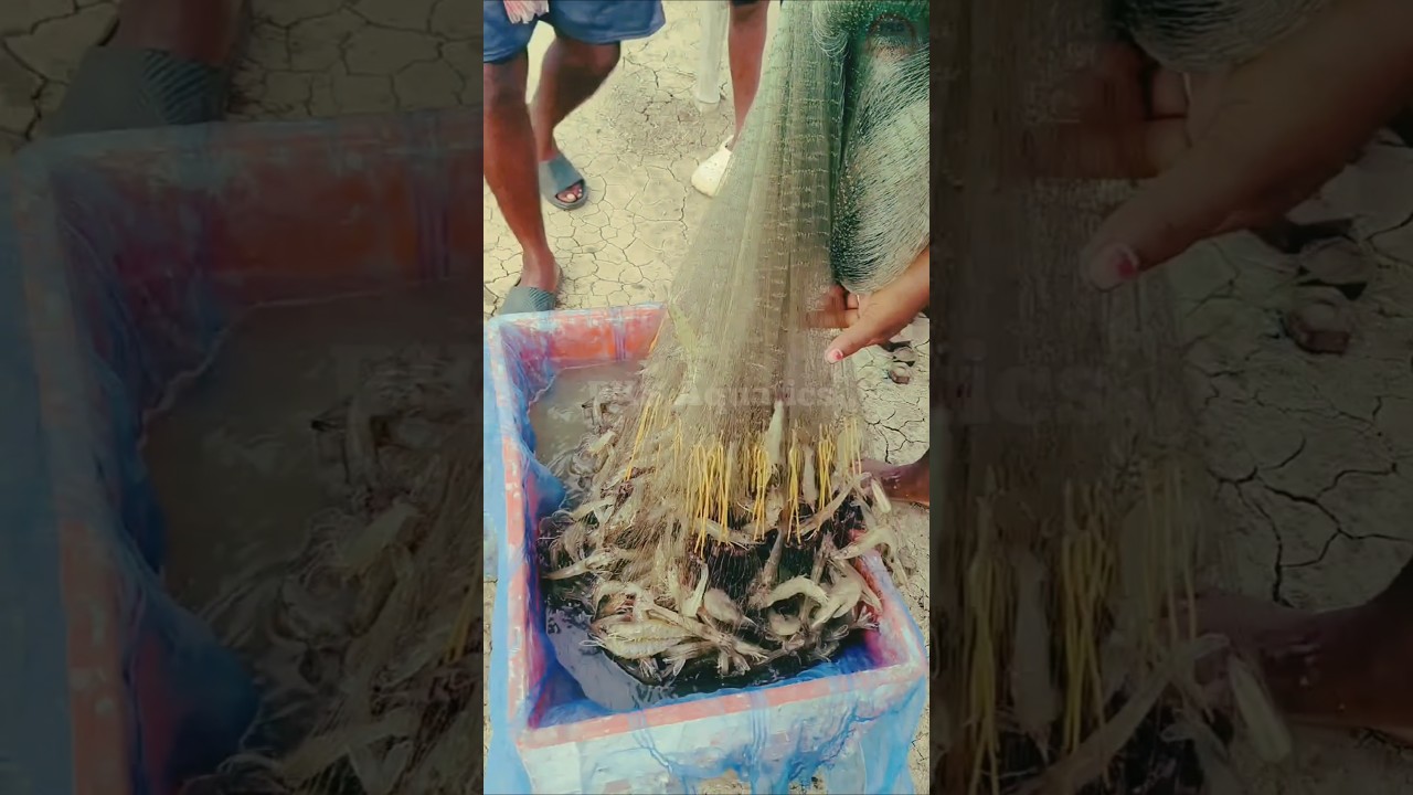 Vannamei Shrimp Sampling ll #sampling #vannamei #shrimp #fish #shorts #pksaquatics #netting