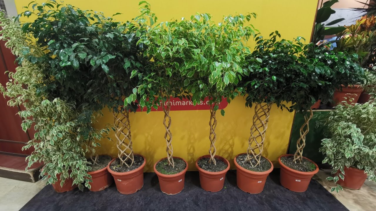 اسرع وأفضل نبات دخلي وخارجي | Ficus benjamina