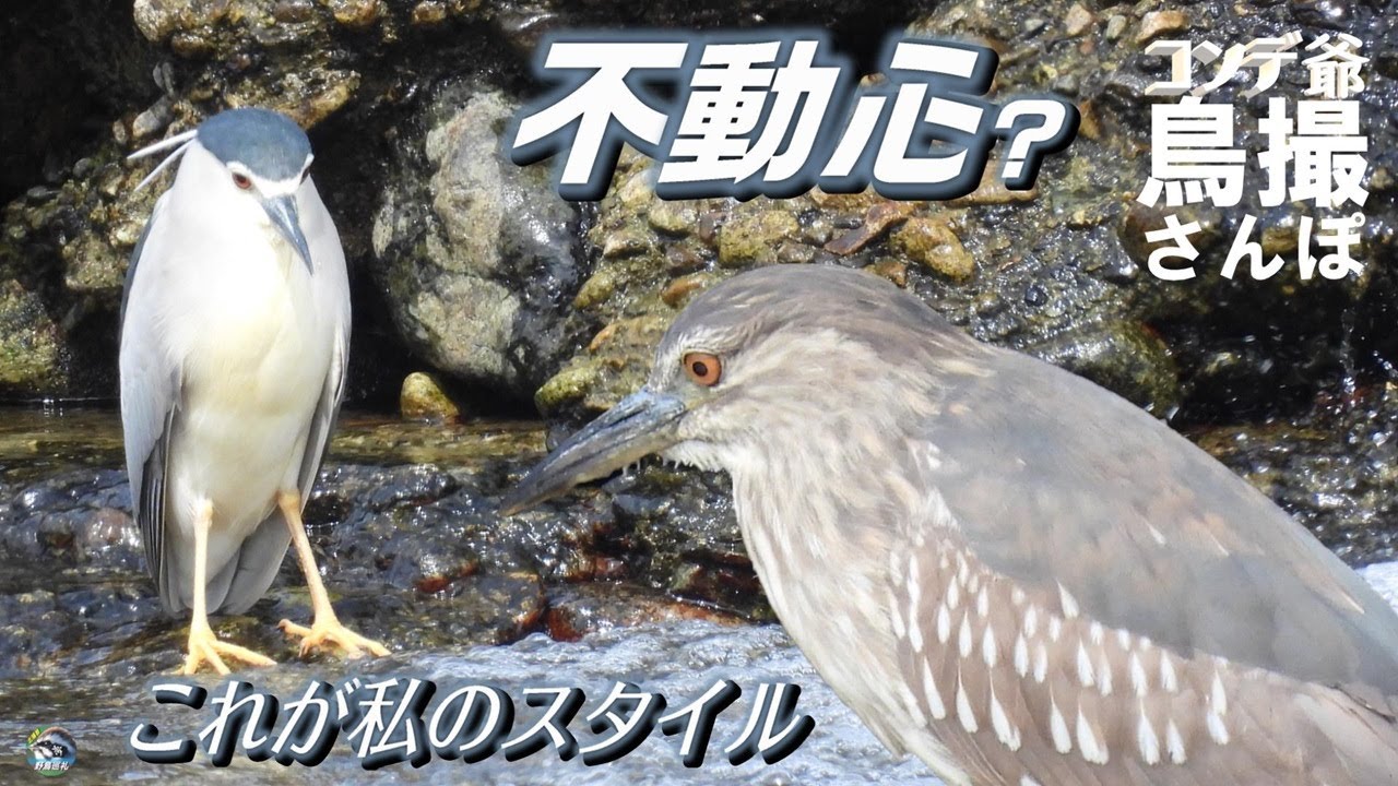 コンデジ鳥撮散歩　ゴイサギ　ウゴイゴイテー　兵庫県・北播磨