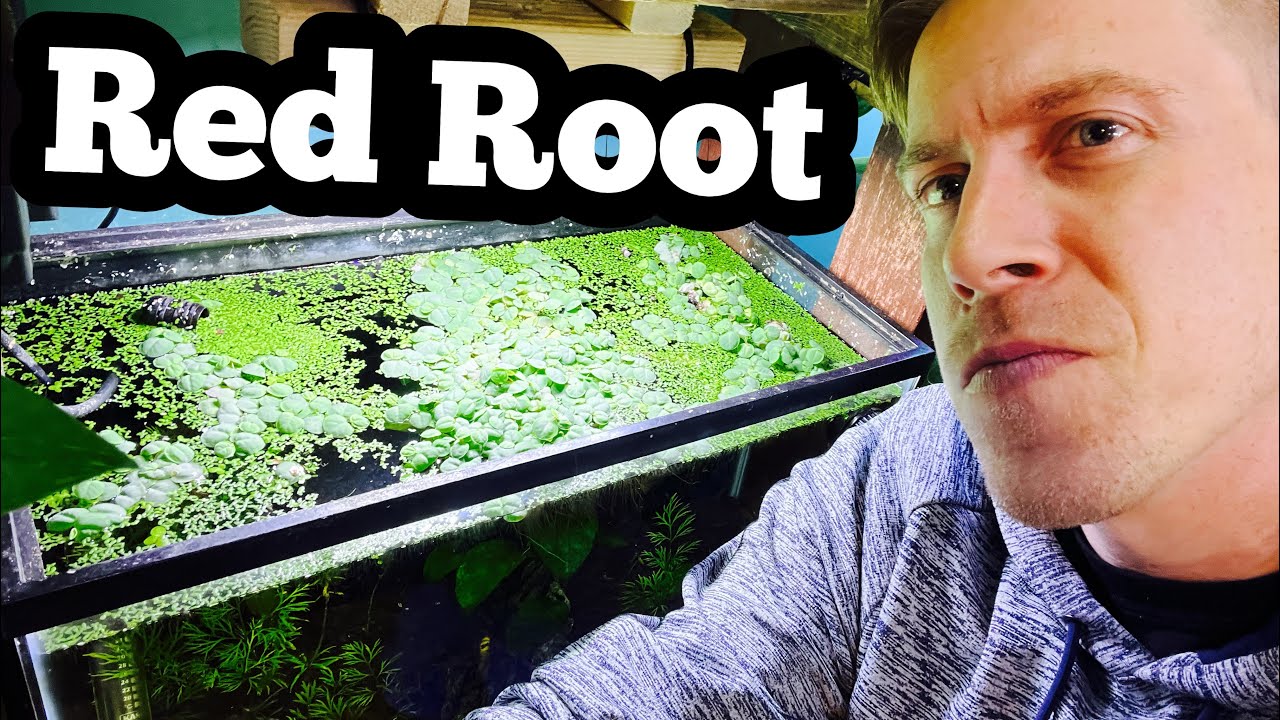 Red Root Floater Care - Not Super Easy