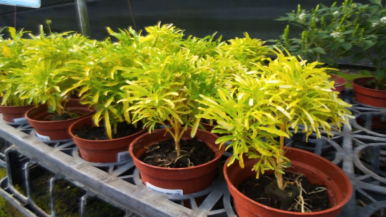 Euodia ridleyi 觀葉植物圖鑑 三爪金龍(黃金三叉虎)