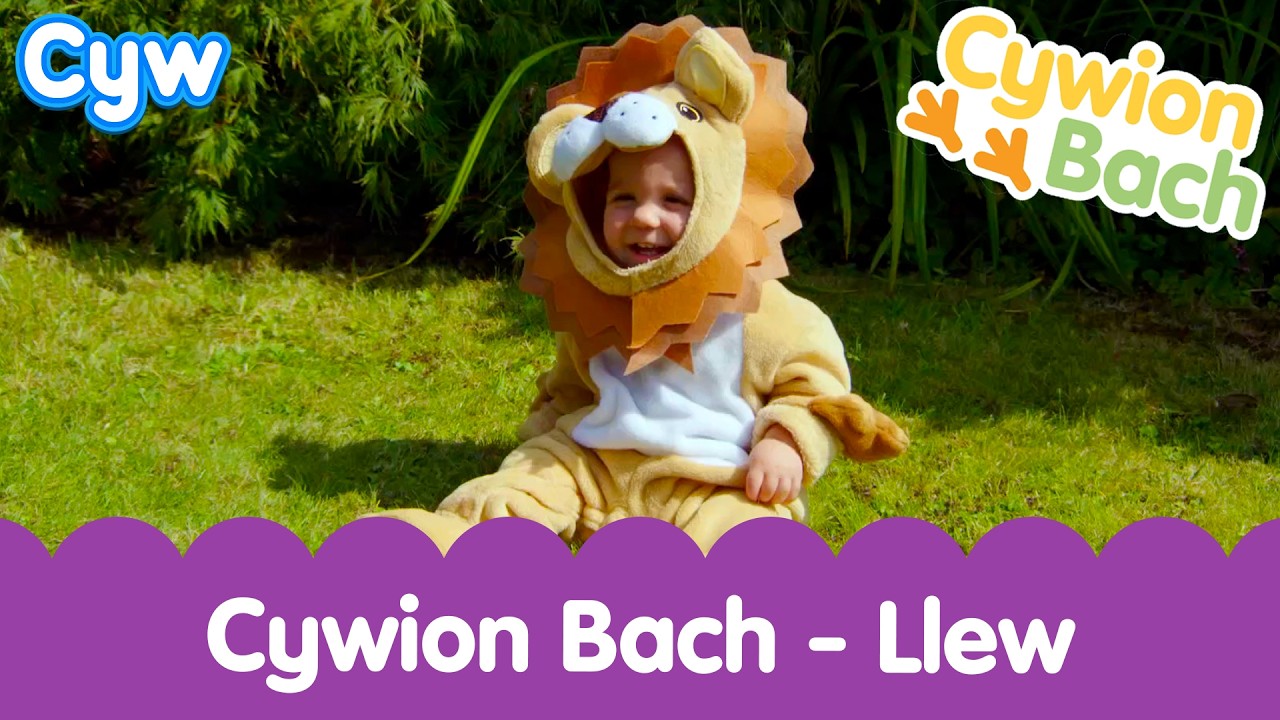 Cywion Bach - Llew 🦁  Rrraw! | Welsh First Words with Little Chicks 🏴󠁧󠁢󠁷󠁬󠁳󠁿 Lion Roar Toddler Time