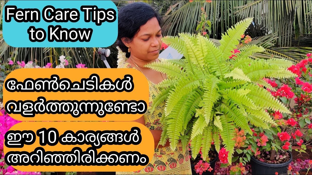 Ferns Complete Care | 10 Important things to Know | ഫേൺ വളർത്തുന്നതിൽ അറിഞ്ഞിരിക്കേണ്ട 10 കാര്യങ്ങൾ