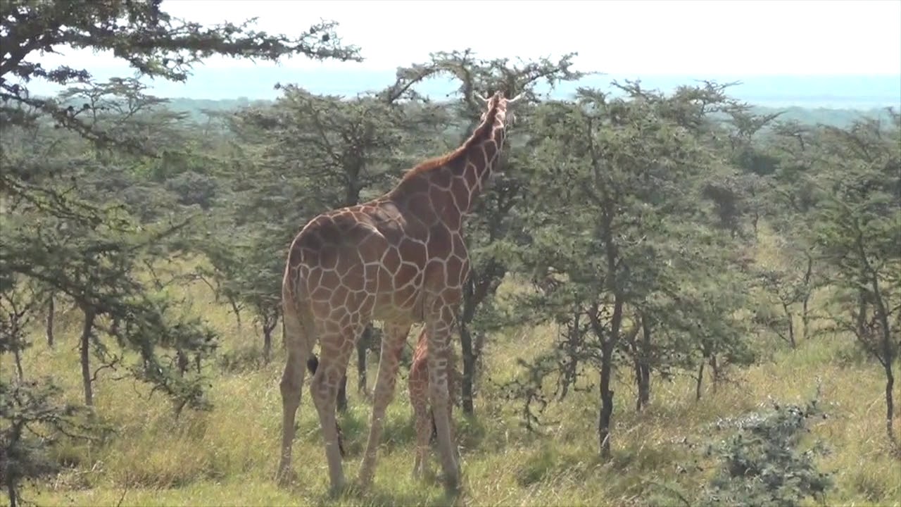 Mother giraffe defends her baby from a lioness