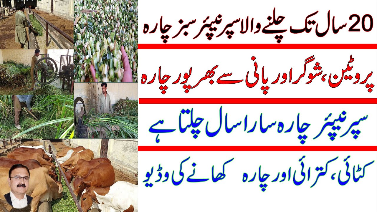 Super-nepper green fodder remains 20 years It contains protein sugar  water  A comprehensive video