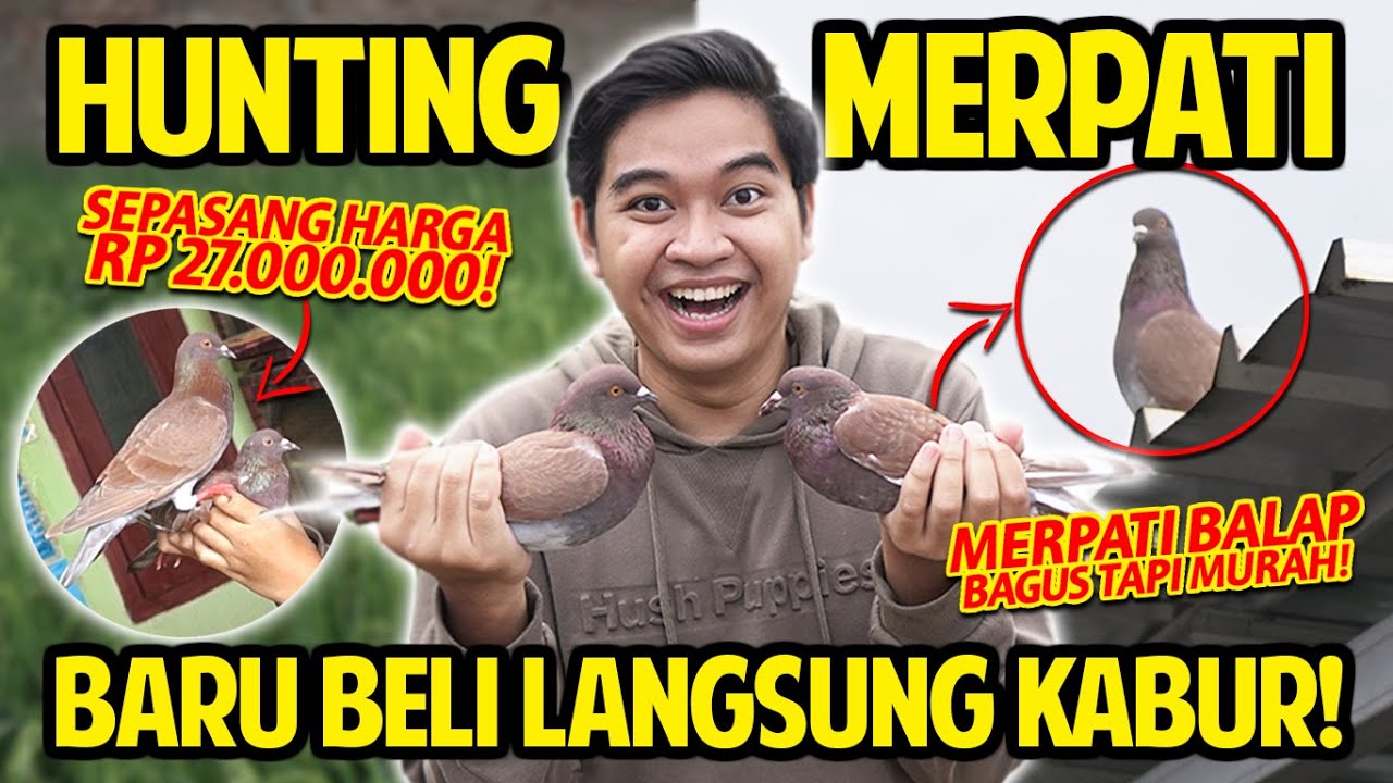 HUNTING MERPATI BALAP! BARU BELI LANGSUNG KABUR! NYANGKUT GENTENG! ADA MERPATI SEPASANG RP 27JUTA!