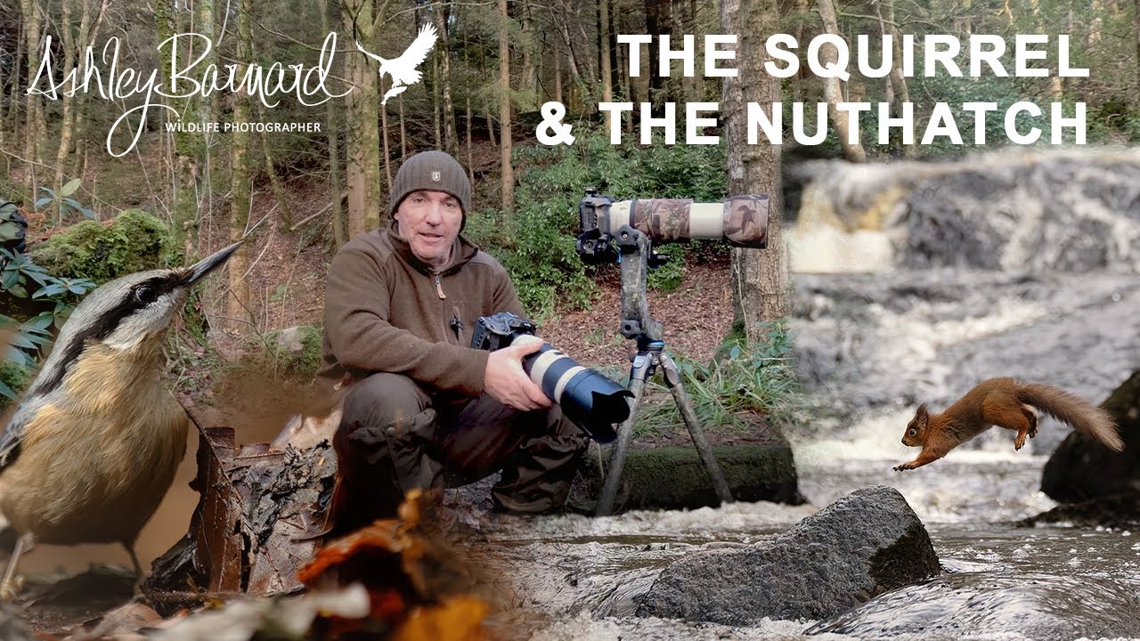 Surround by wildlife on a English river - Birds and Squirrels