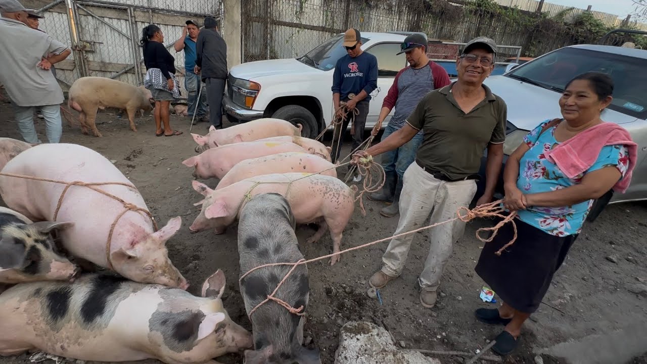 Precio de los chanchos en el Tiangue de san Rafael cedros 