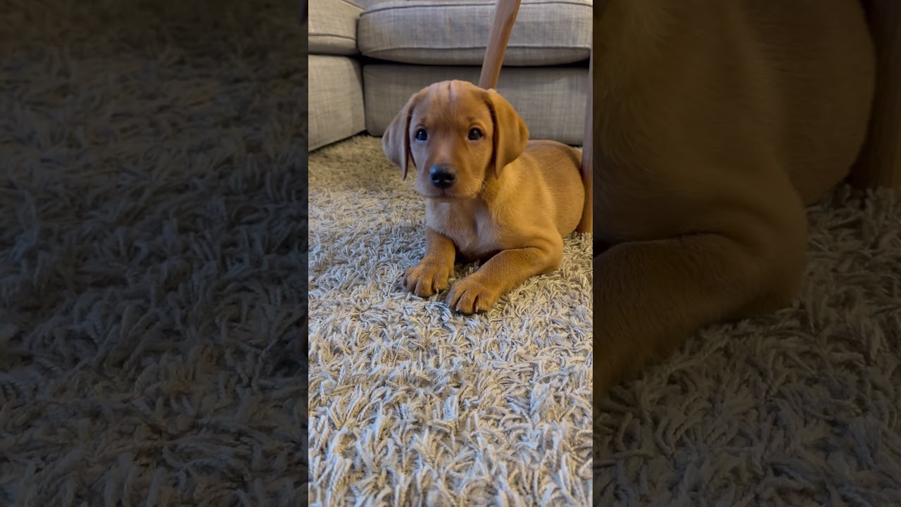 Introducing Bailey 🐾 a fox red Labrador 