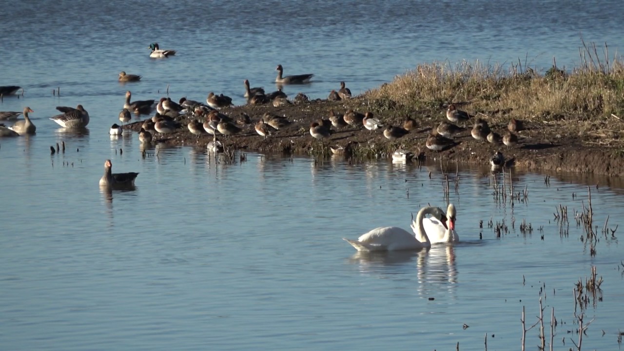 Birds in Belgium (geese, ducks, harrier, starling murmuration)