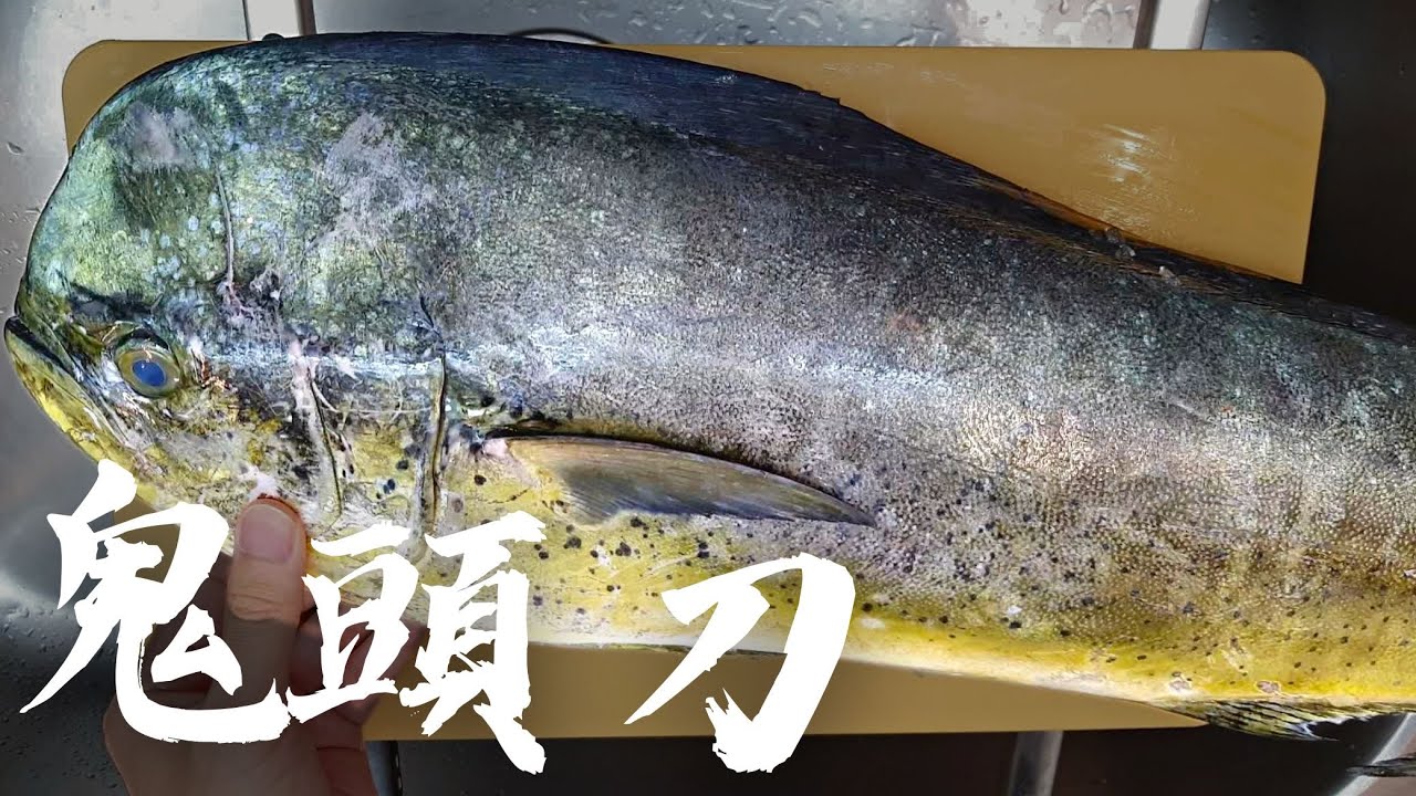 船釣鬼頭刀 活締後做乾濕兩種熟成生魚片。Dolphinfish dry-aged for sashimi.