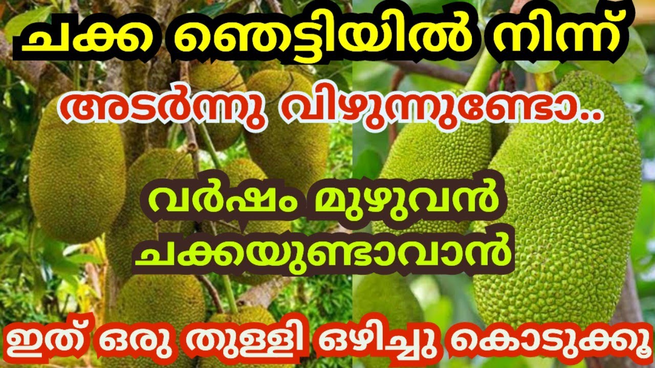 പ്ലാവ് നടുന്നവർ തീർച്ചയായും ഈ കാര്യം അറിഞ്ഞിരിക്കണം |How to increase mango & jackfruit production