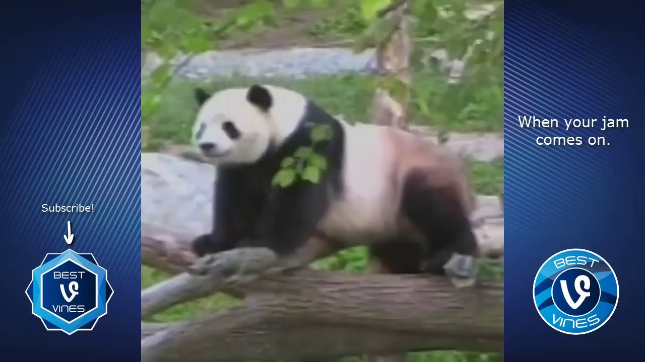 Funny Animal Fails 2017