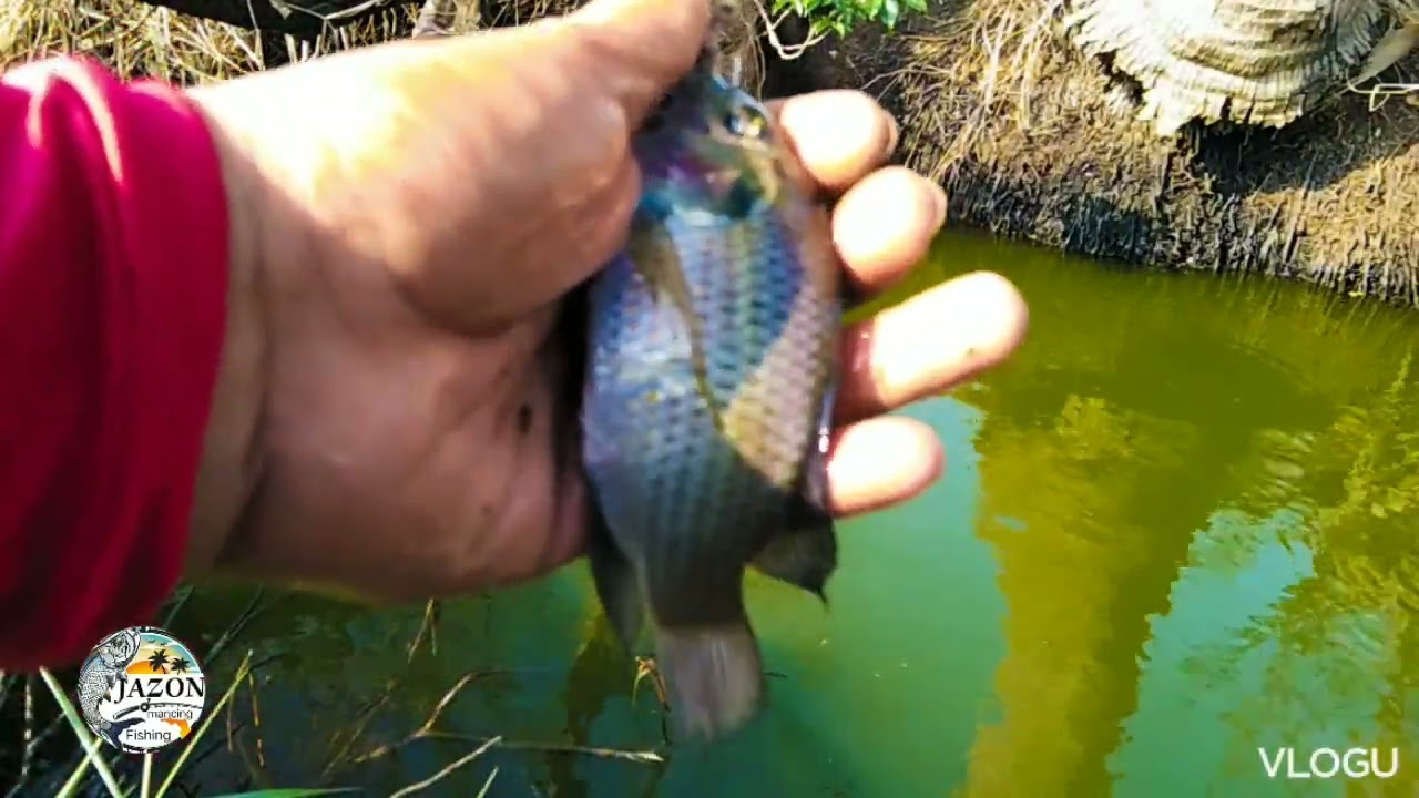 Focus on float #42. #traditionalhookfishing #viralvideos #fishingvideos #mancingviral #viral