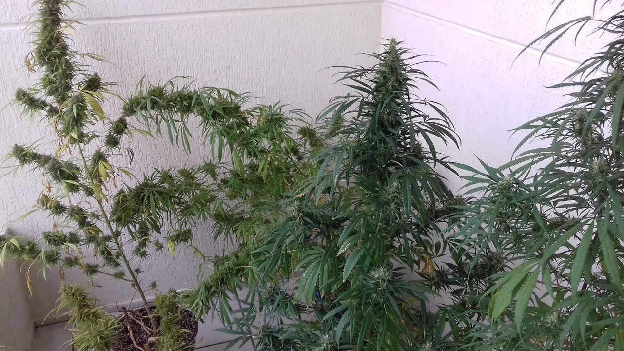 cultivo cannabis medicinal outdoor (semente de prensado flora&ccedil;&atilde;o)