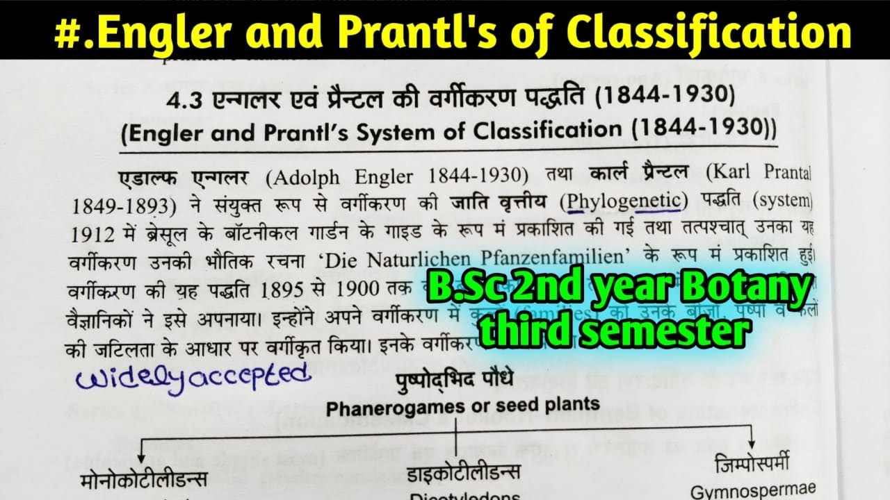 Engler and Prantl,s System of classification || B.Sc 2nd year Botany third Semester