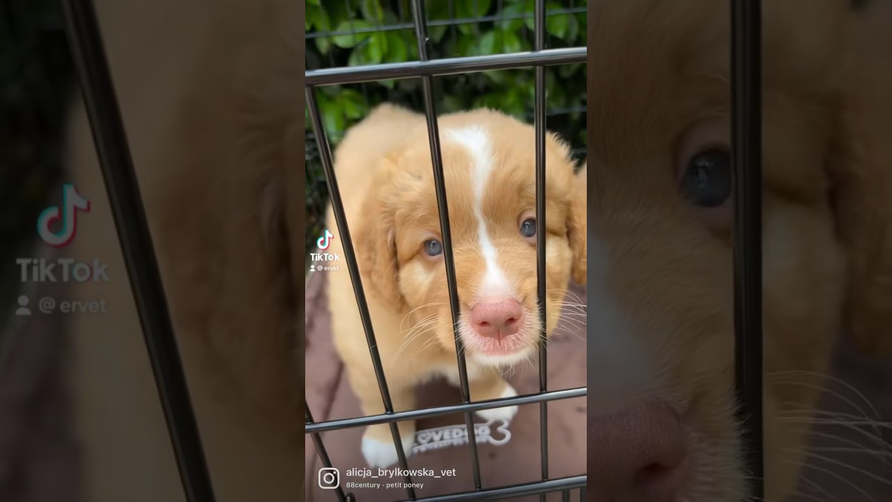 Szczeniaki rasy #toller #doglover # #weterynarz  #wroclaw