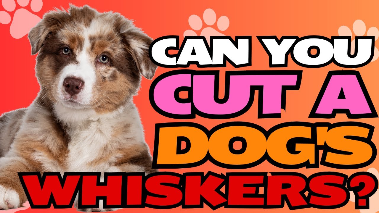 Can You Cut a Dog's Whiskers? 🐾✂️