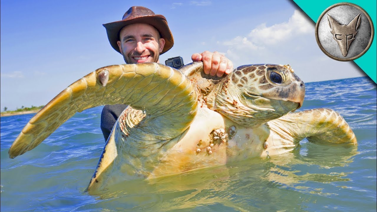 Łapanie Zielonych Żółwi Morskich w Australii 🐢 Brave Wilderness Polski