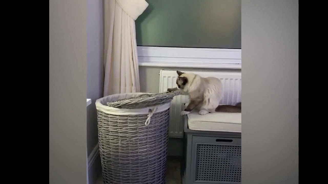 Curious CAT finding something #shorts