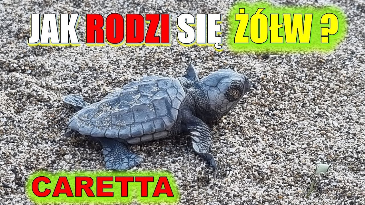 Narodziny ż&oacute;łwia morskiego Caretta. Zakynthos, Grecja.