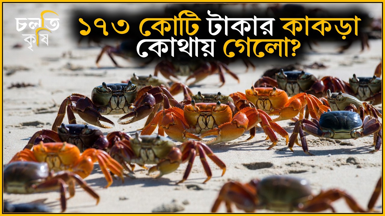 সাতক্ষীরার খালে শত কোটি টাকার বিপ্লব! | চলতি কৃষি