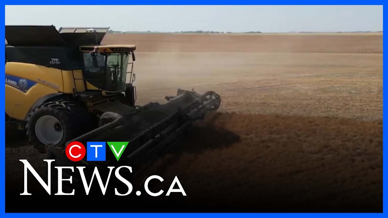 Chinese canola tariffs cast shadow over crop show