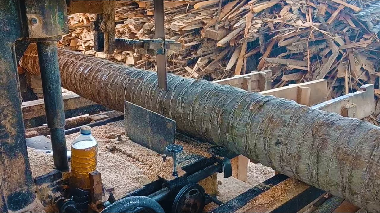 Discover the Best Tools for Cutting Coconut Tree Wood &ndash; You Won&rsquo;t Believe the Results!