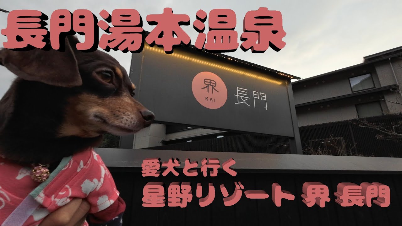 愛犬と行く山口県長門湯本　星野リゾート 界 長門 に宿泊しました！