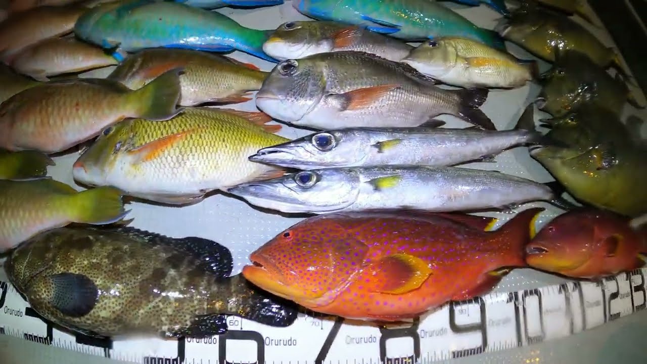 【素潜り魚突き】2023年4月14日【spearfishing in JAPAN】