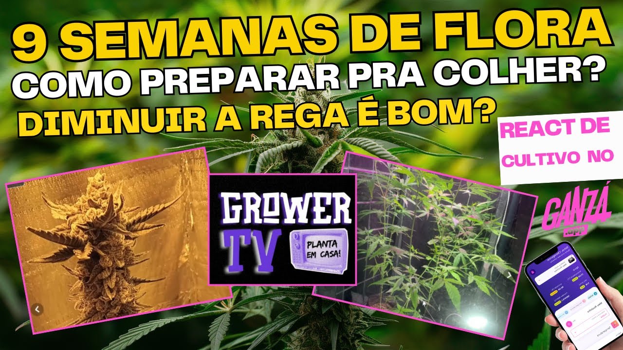 Ilumina&ccedil;&atilde;o Fraca: Como Identificar e Corrigir? Diminuir a Rega no Final da Flora&ccedil;&atilde;o: Boa ou Ruim?
