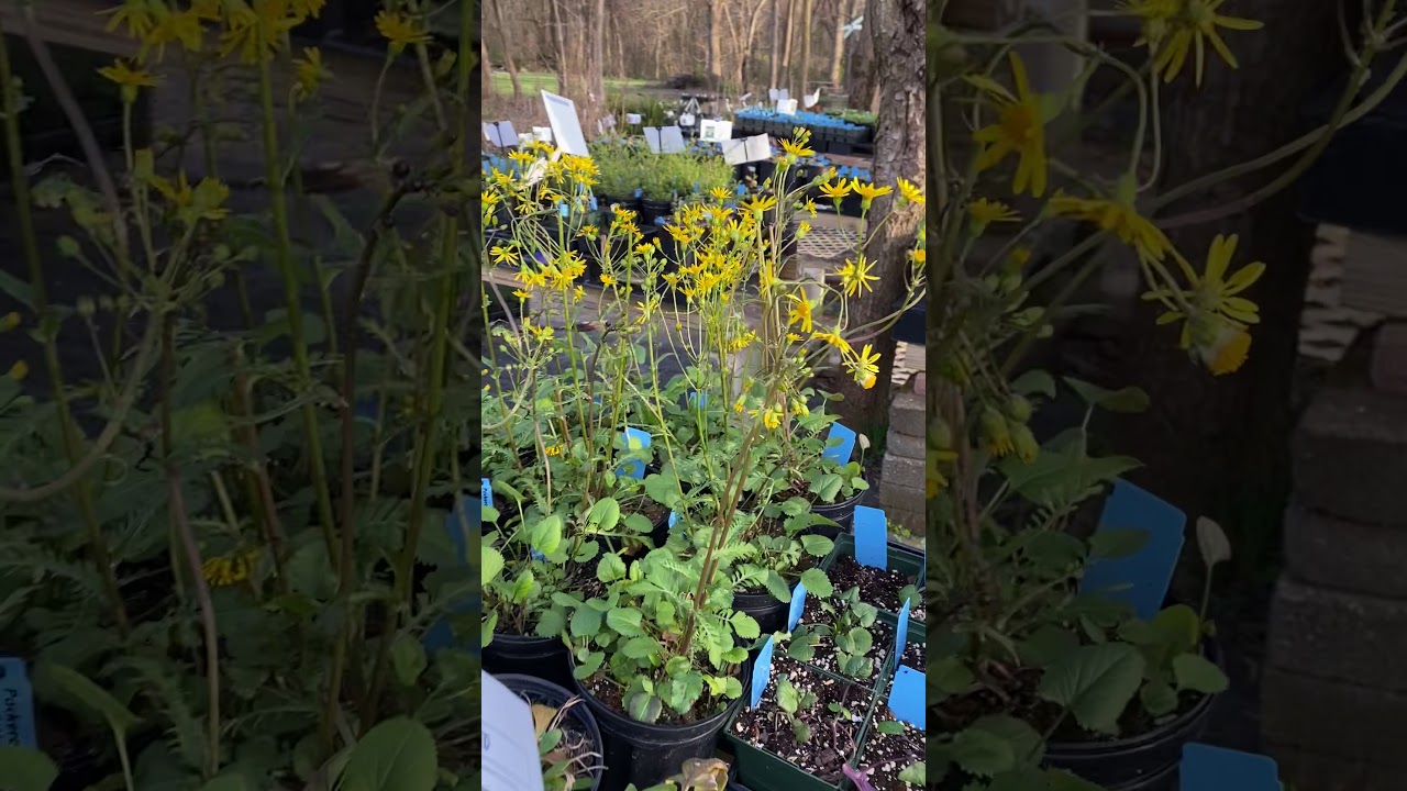3/30/2020 Robins Plantain, Pussy Toes, Yarrow, Bayberry, Blueberry, Elderberry, Pawpaw, Rhus,