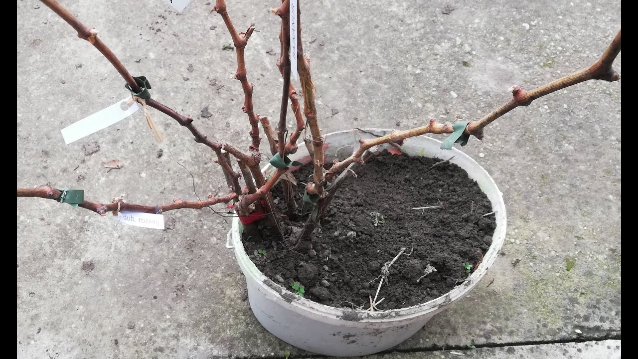 Őszi szőlőtelepítés 4 fajtával #2 az ültetés