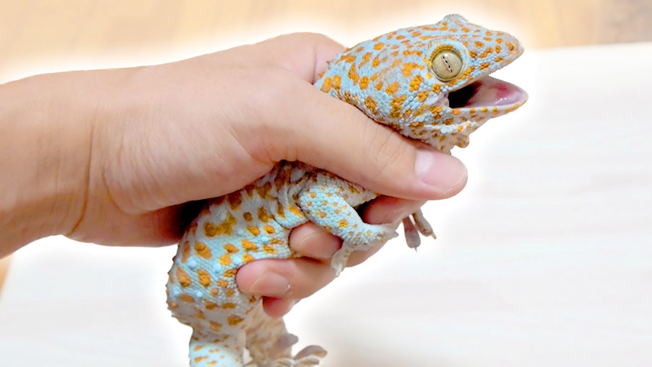 本当にヤバすぎるヤモリ[トッケイヤモリ]
