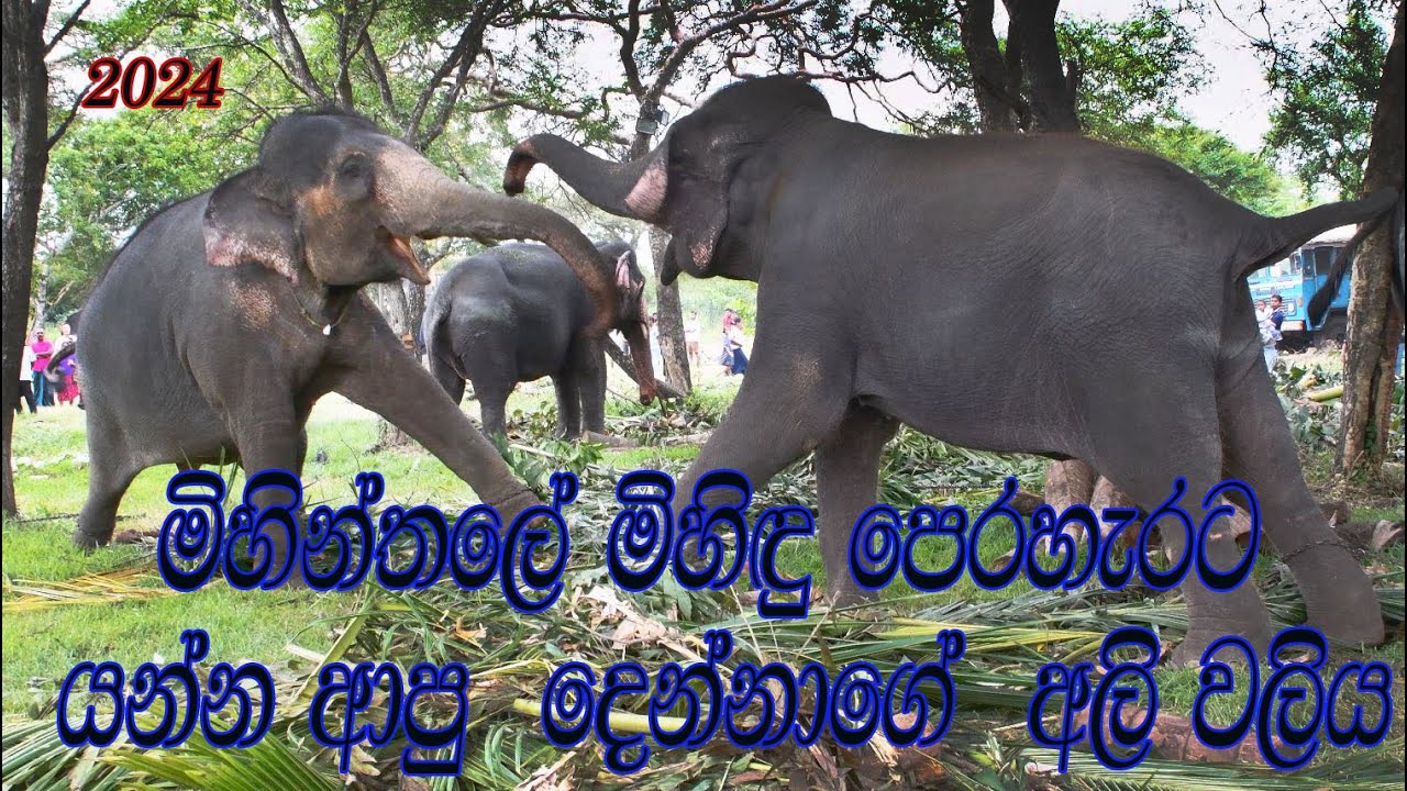 මිහිදු  පෙරහැරේ අලි වලිය  #elephants #elephantfight #elephantattack #srilankanelephants #🐘